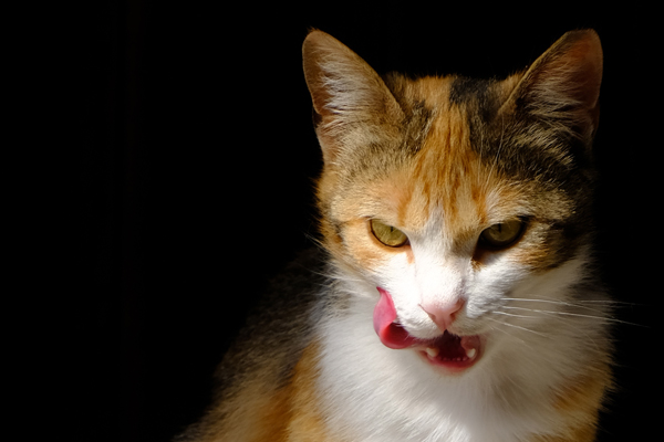 A beautiful calico cat licking her mouth