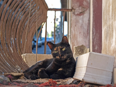 Piraeus Cat